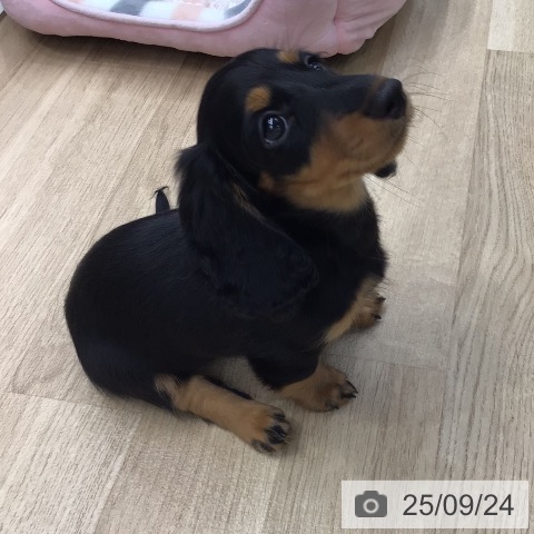 ミニチュア・ダックスフンドの写真