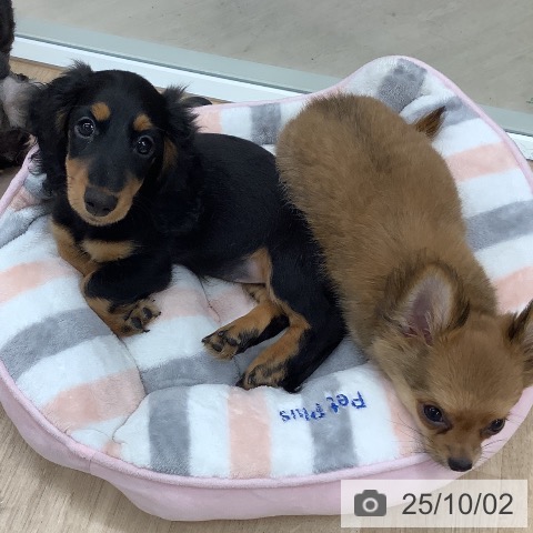 ミニチュア・ダックスフンドの写真