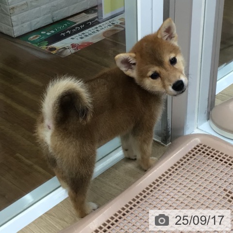 柴の写真