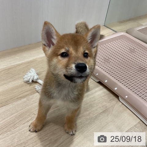 柴の写真