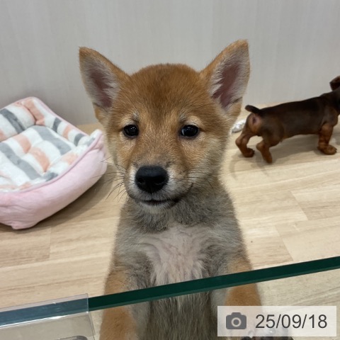 柴の写真