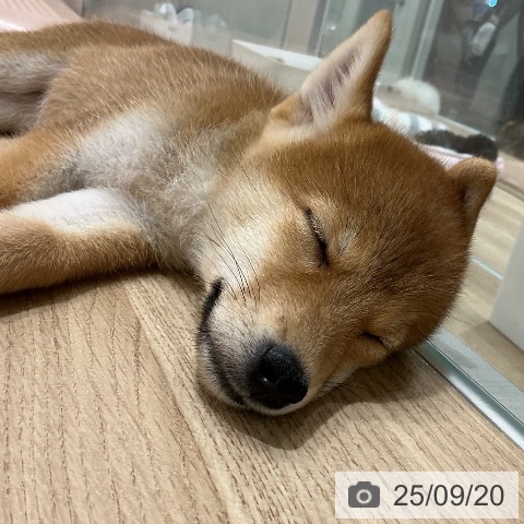 柴の写真