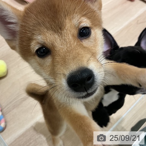 柴の写真