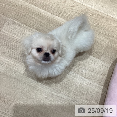ペキニーズの写真