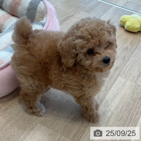 トイ・プードルの写真