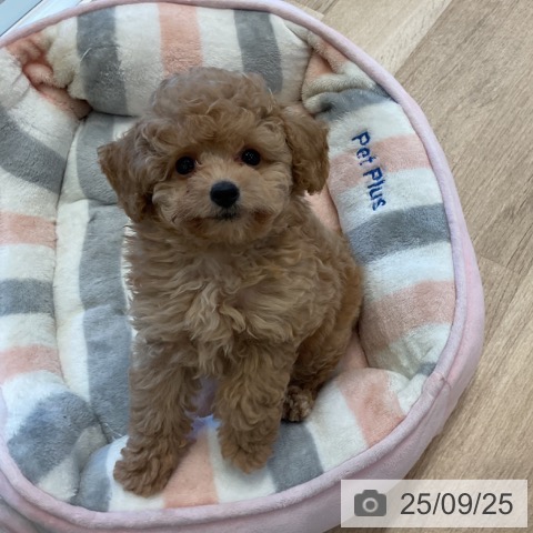 トイ・プードルの写真