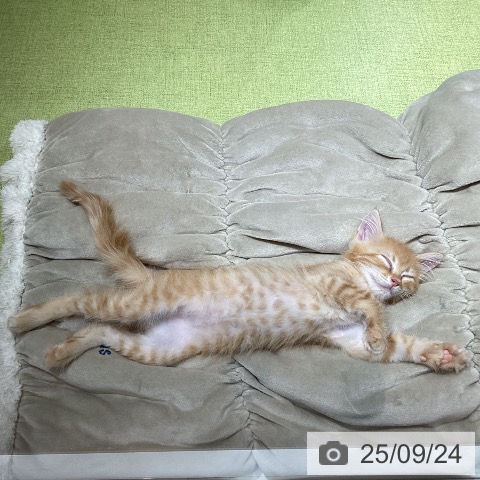 サイベリアンの写真