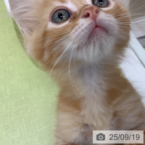 サイベリアンの写真
