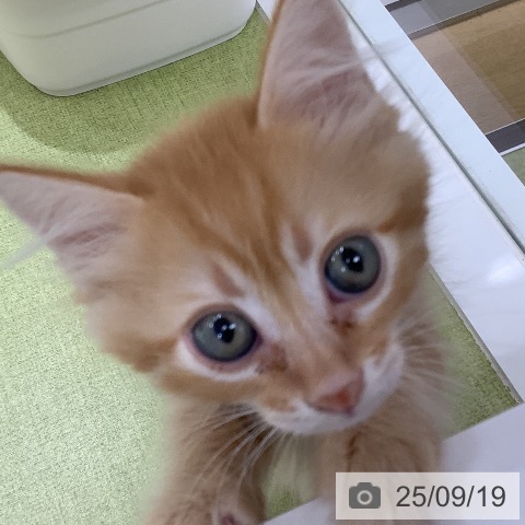 サイベリアンの写真