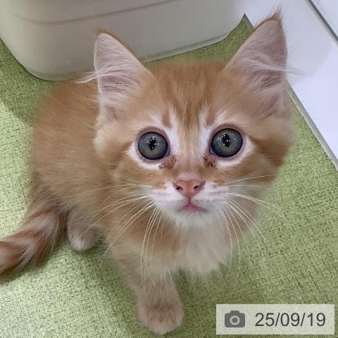 サイベリアンの写真