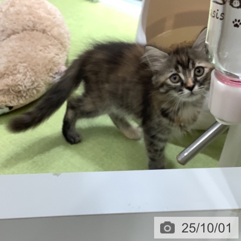 サイベリアンの写真