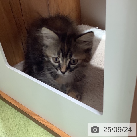 サイベリアンの写真