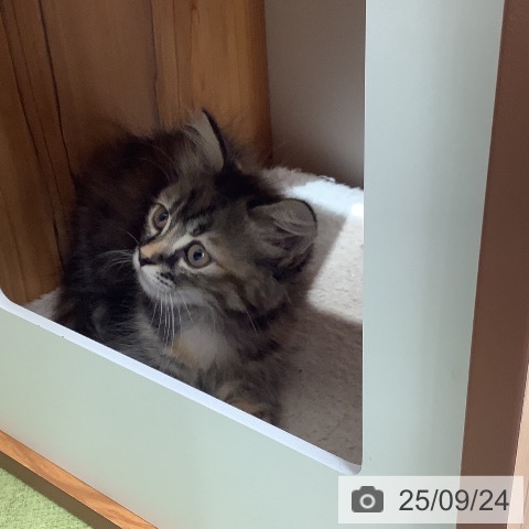 サイベリアンの写真