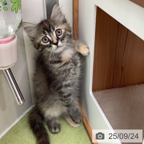 サイベリアンの写真