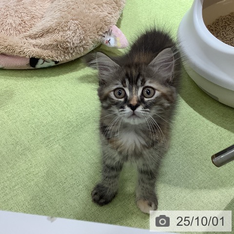 サイベリアンの写真