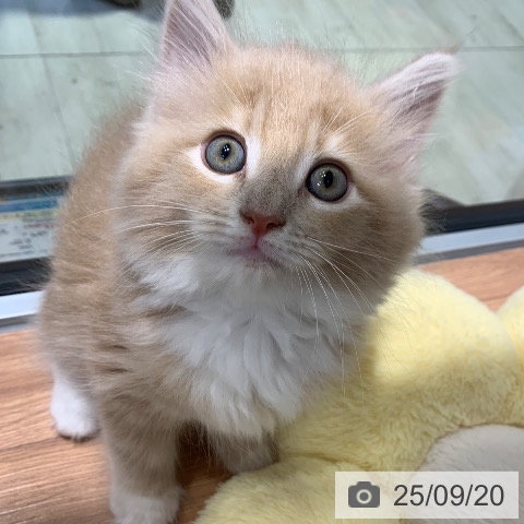 サイベリアンの写真