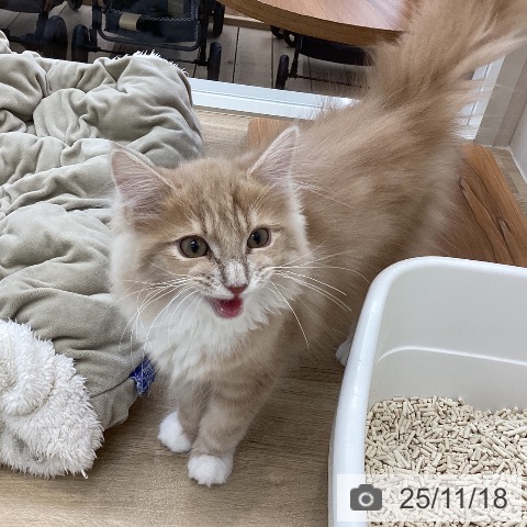 サイベリアンの写真