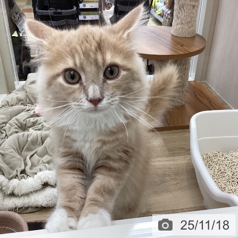 サイベリアンの写真