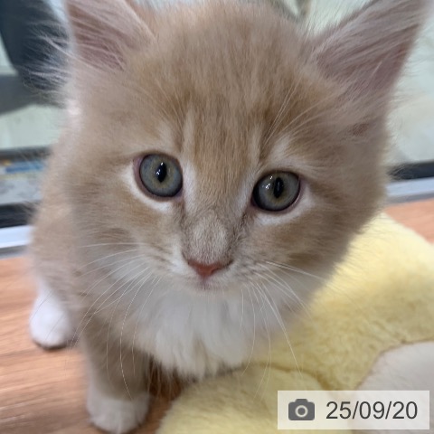 サイベリアンの写真