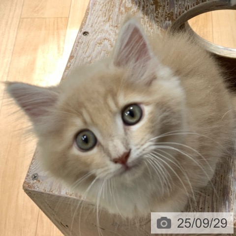 サイベリアンの写真