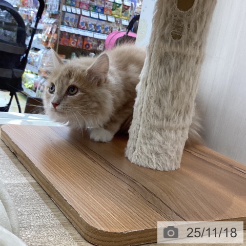 サイベリアンの写真