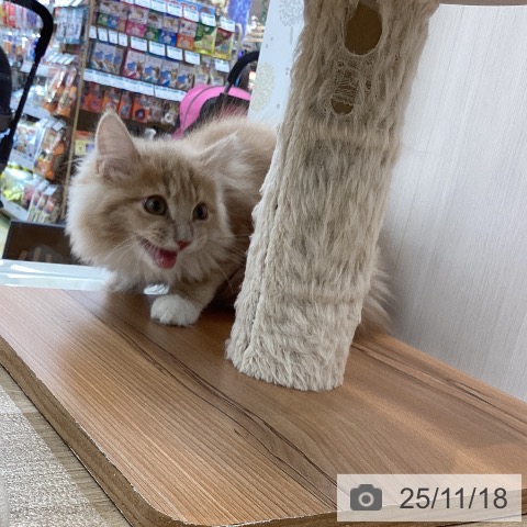 サイベリアンの写真