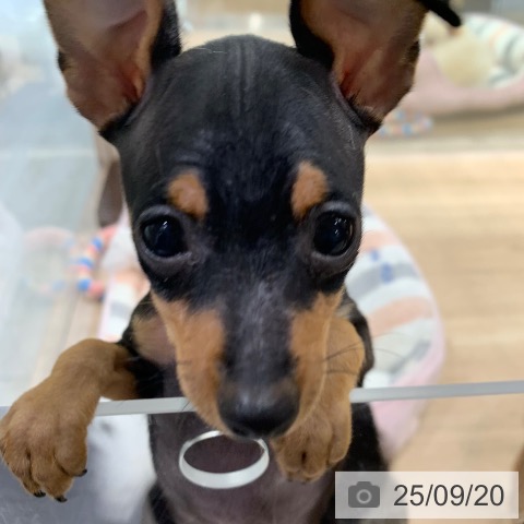 ミニチュア・ピンシャーの写真