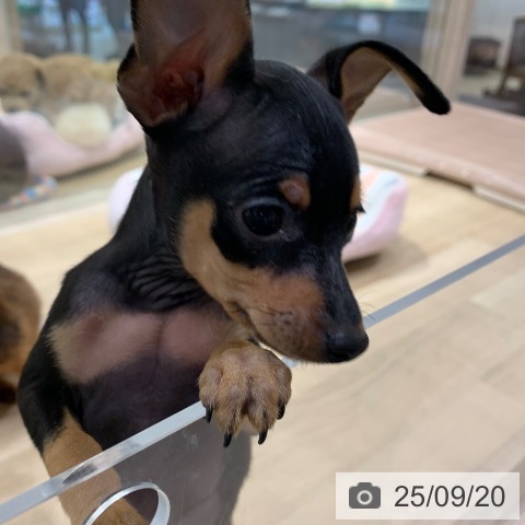 ミニチュア・ピンシャーの写真