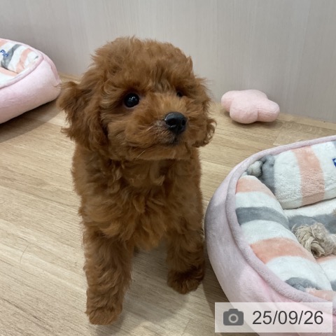 トイ・プードルの写真