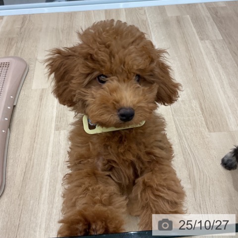 トイ・プードルの写真