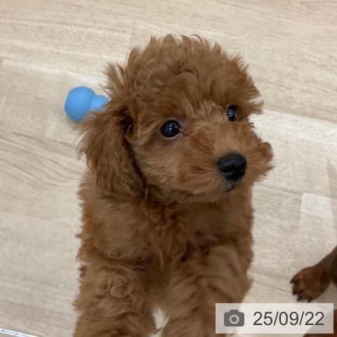 トイ・プードルの写真