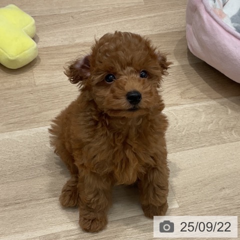 トイ・プードルの写真