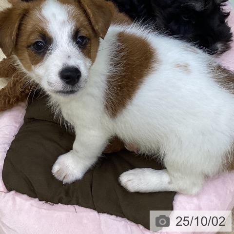 ペットプラス 甲府昭和店 | ジャック・ラッセル・テリアの詳細