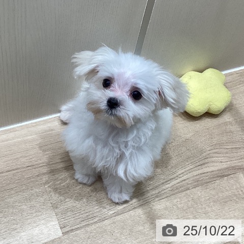 マルチーズの写真