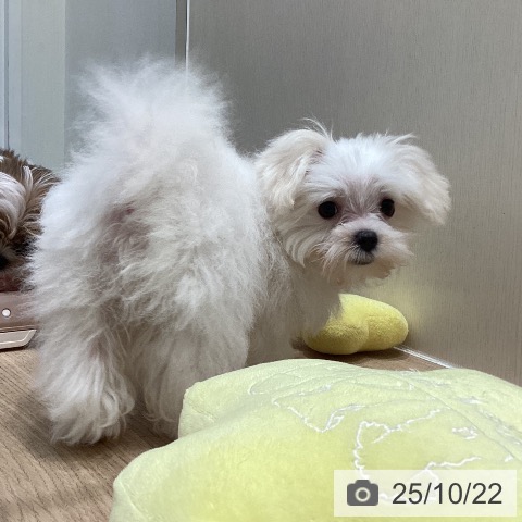 マルチーズの写真