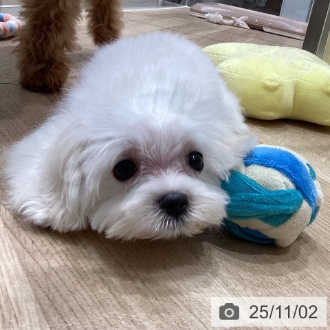 マルチーズの写真