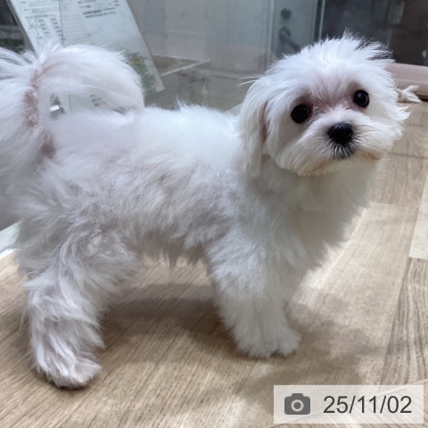 マルチーズの写真