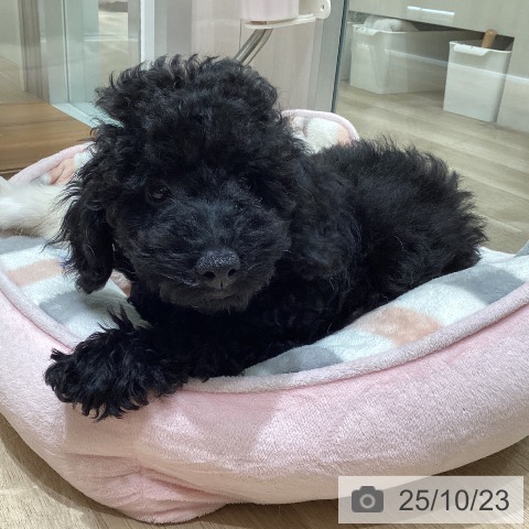 トイ・プードルの写真