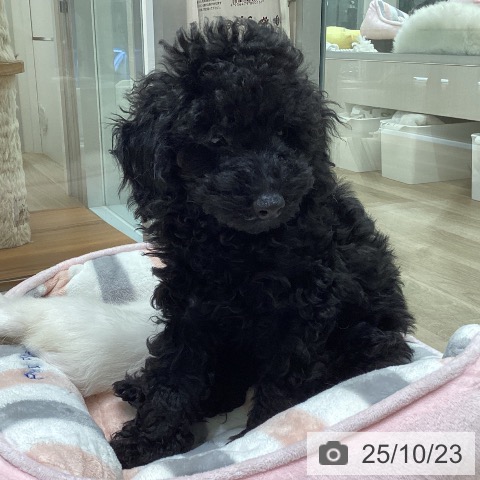 トイ・プードルの写真