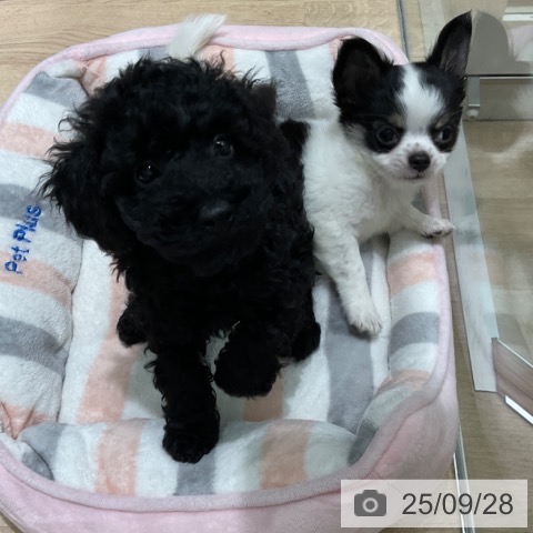 トイ・プードルの写真