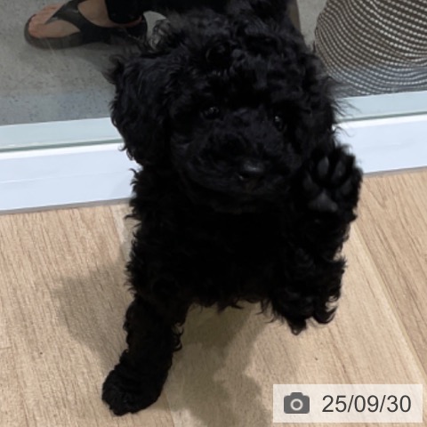 トイ・プードルの写真