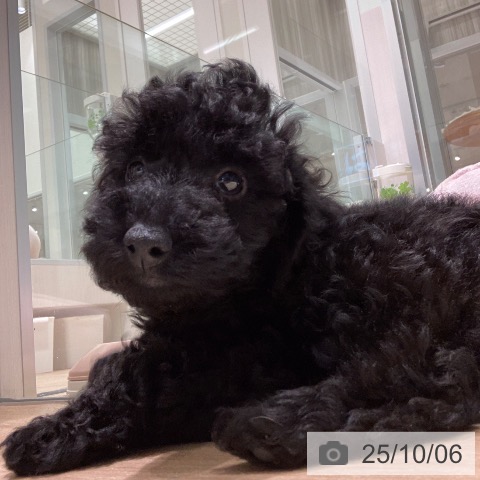 トイ・プードルの写真