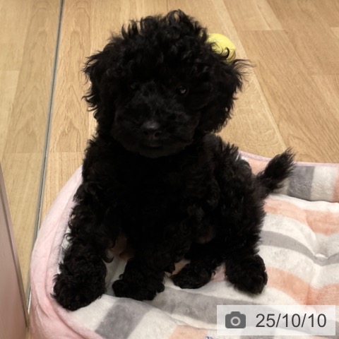 トイ・プードルの写真