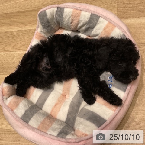 トイ・プードルの写真