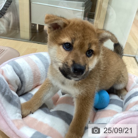 柴の写真