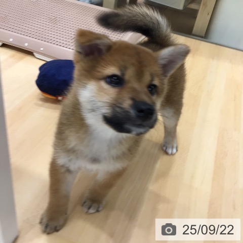 柴の写真