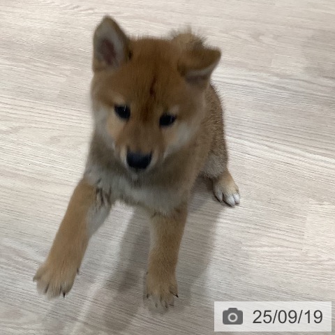 柴の写真