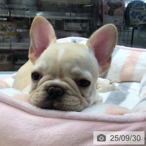 フレンチ・ブルドッグの写真