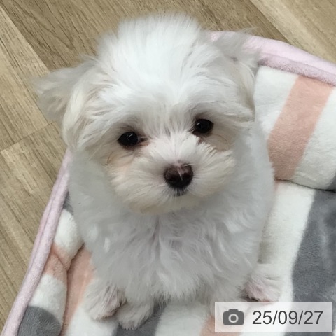 マルチーズの写真