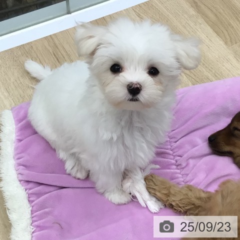 マルチーズの写真